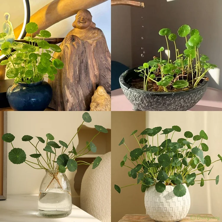 Copperleaf Seeds: Grow Your Own Luck and Prosperity! 🌿💰