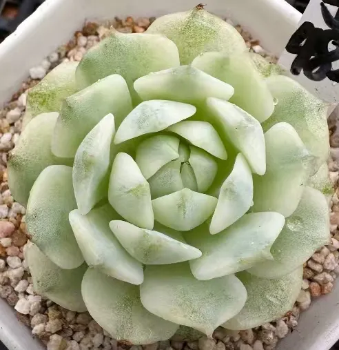 plant Aeonium Echeveria Haworthia  Caudex  Lithops Cactus  Agave 