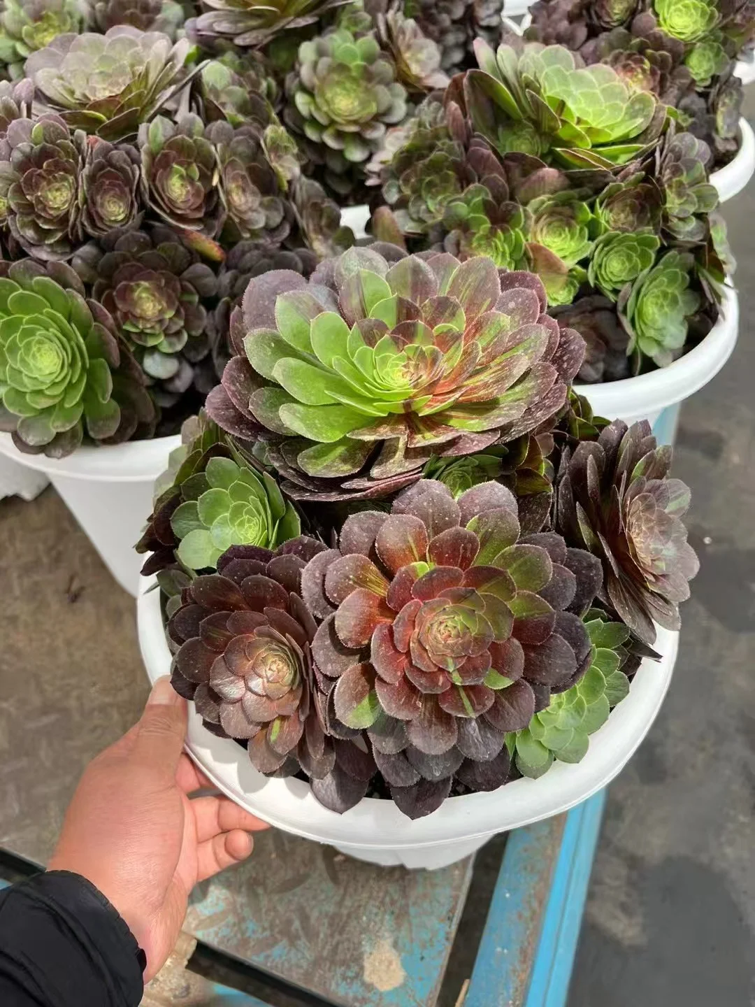 plant Aeonium Echeveria Haworthia  Caudex  Lithops Cactus  Agave 