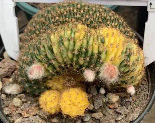 plant Aeonium Echeveria Haworthia  Caudex  Lithops Cactus  Agave 