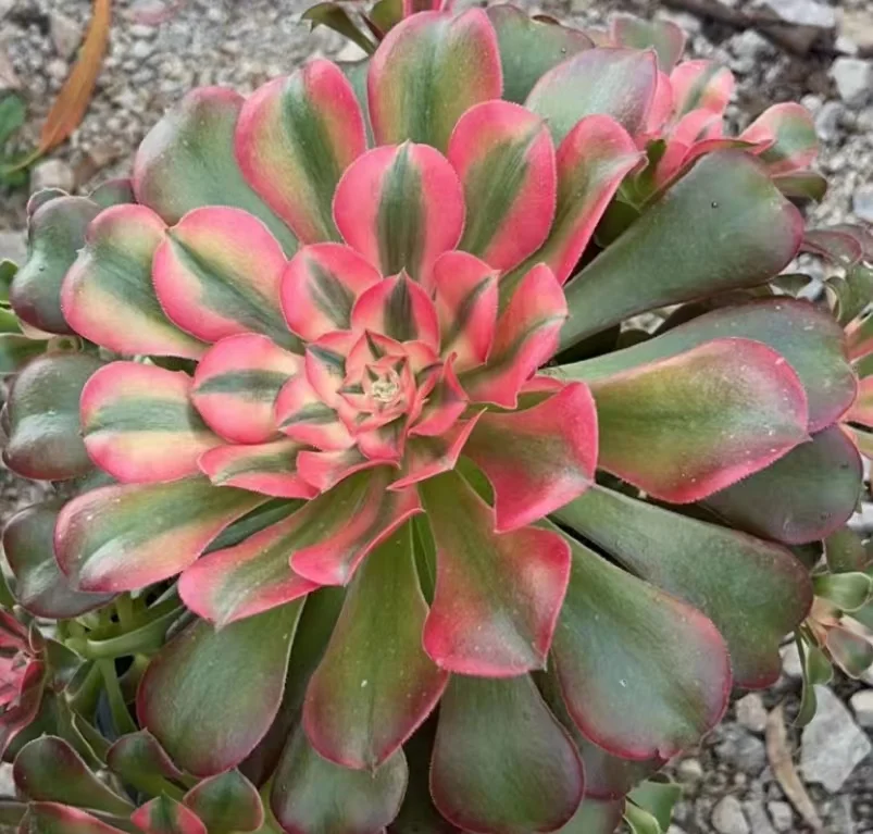 plant Aeonium Echeveria Haworthia  Caudex  Lithops Cactus  Agave 