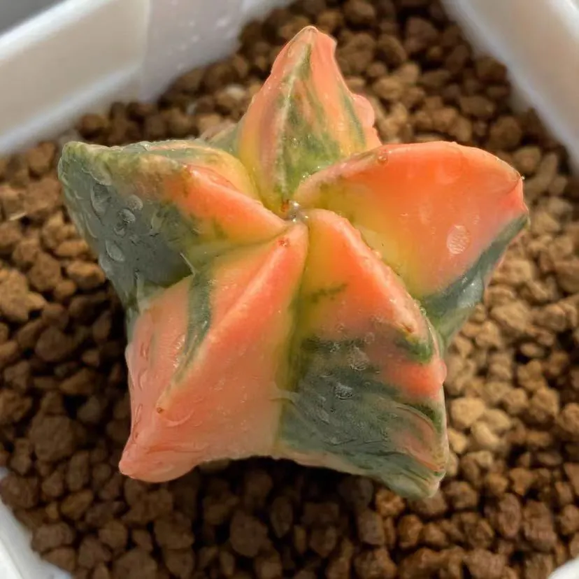 plant Aeonium Echeveria Haworthia  Caudex  Lithops Cactus  Agave 