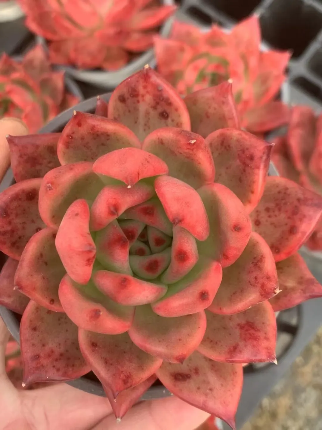 plant Aeonium Echeveria Haworthia  Caudex  Lithops Cactus  Agave 