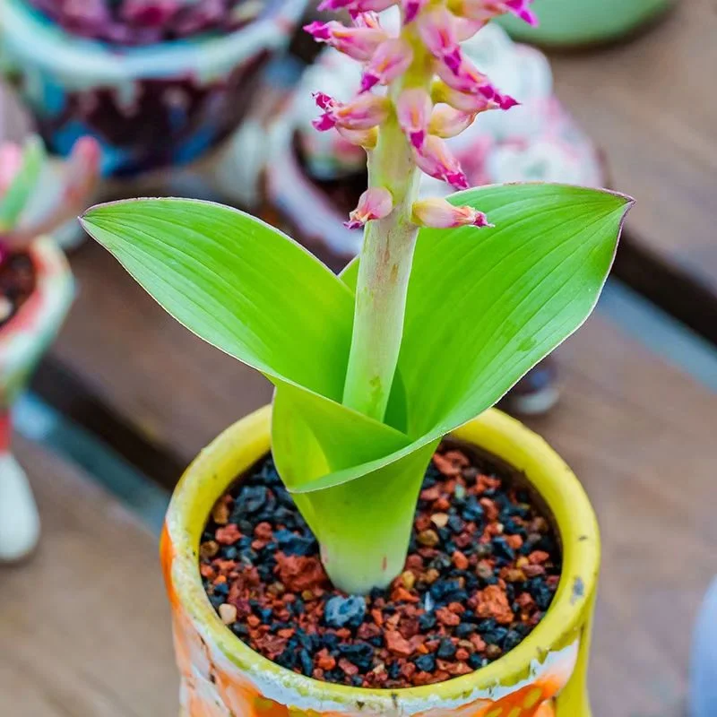 plant Aeonium Echeveria Haworthia  Caudex  Lithops Cactus  Agave 