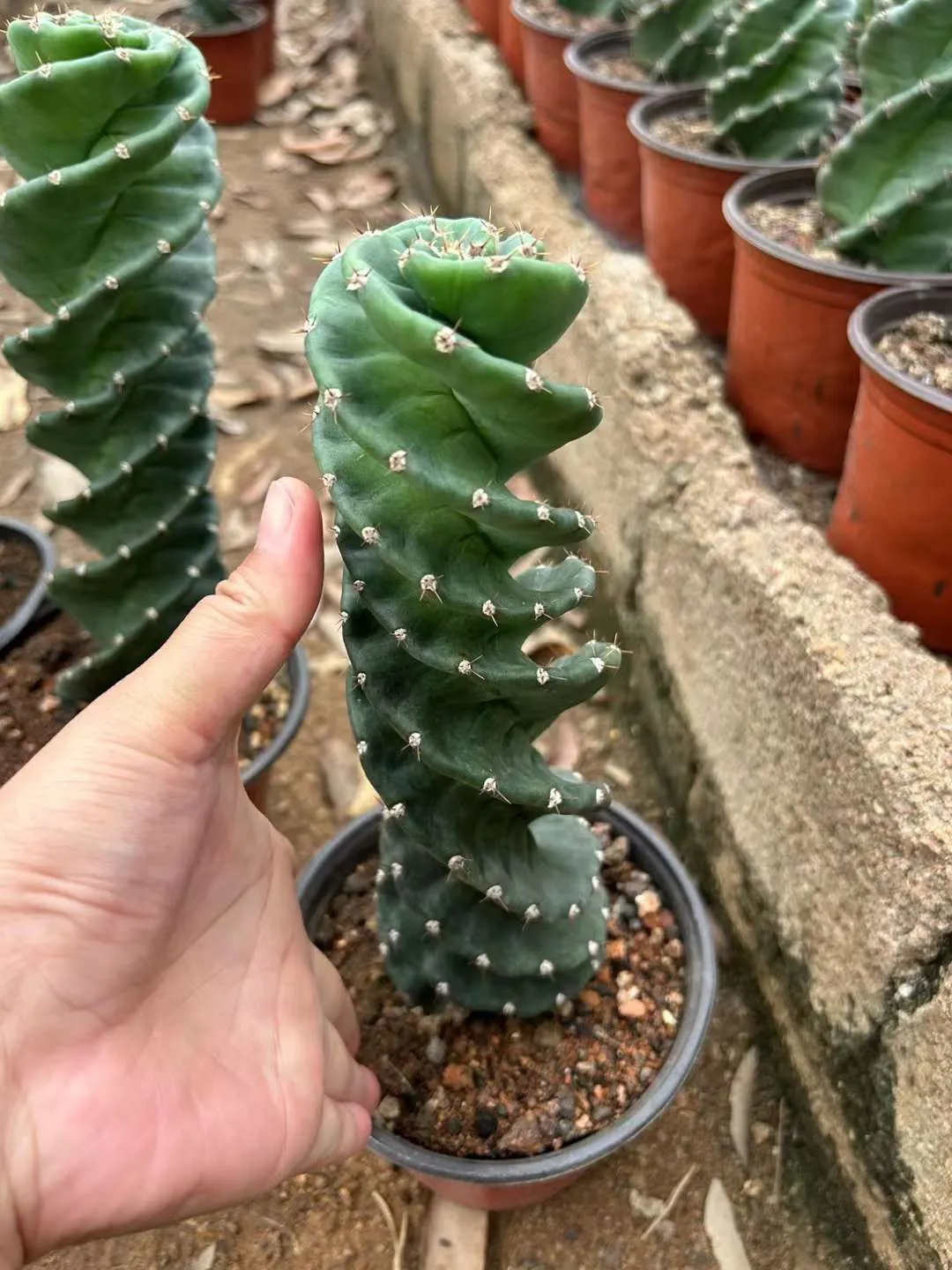 plant Aeonium Echeveria Haworthia  Caudex  Lithops Cactus  Agave 