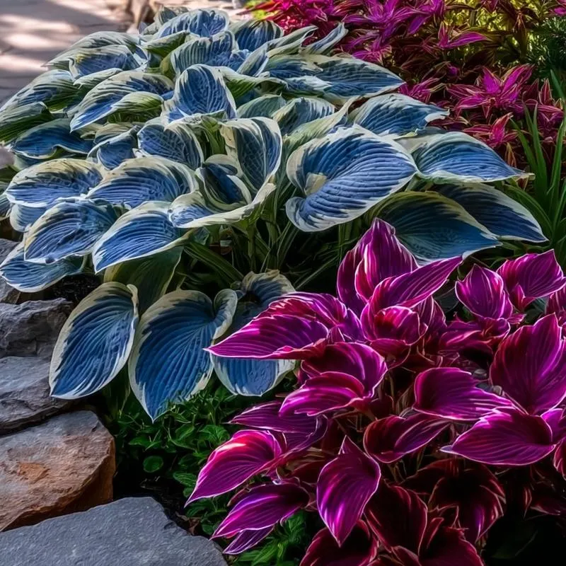🎁2025 Special Offer🌿 Fire & Ice Rare Hosta Flower Seeds