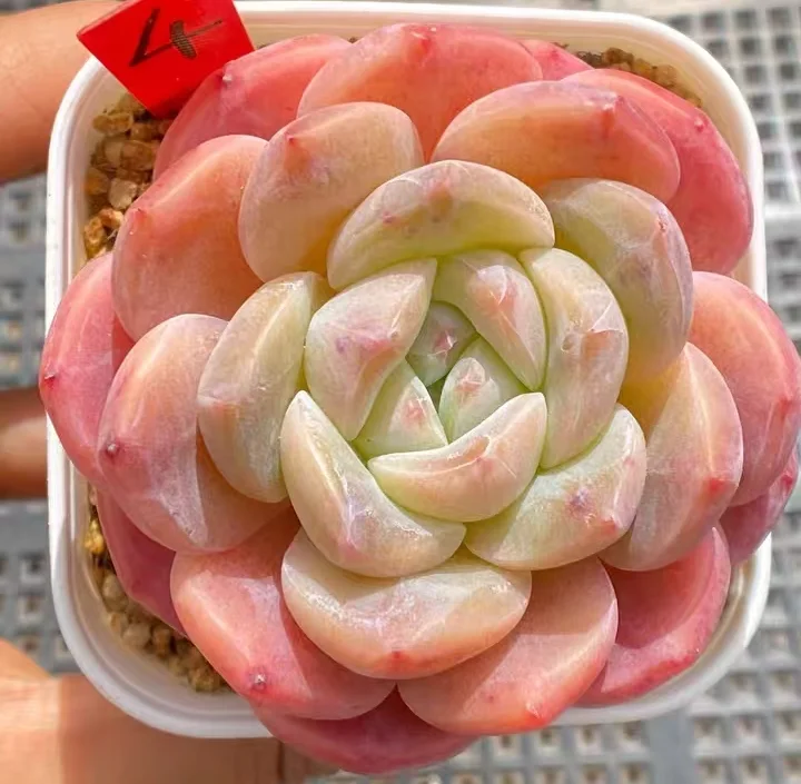 plant Aeonium Echeveria Haworthia  Caudex  Lithops Cactus  Agave 