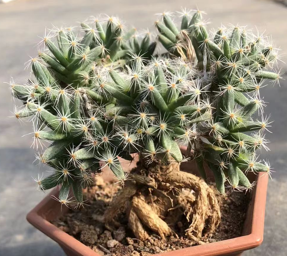 plant Aeonium Echeveria Haworthia  Caudex  Lithops Cactus  Agave 