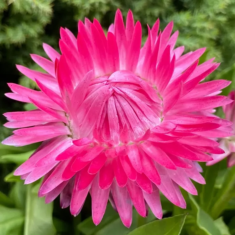Strawflower Seeds Xerochrysum Bracteatum