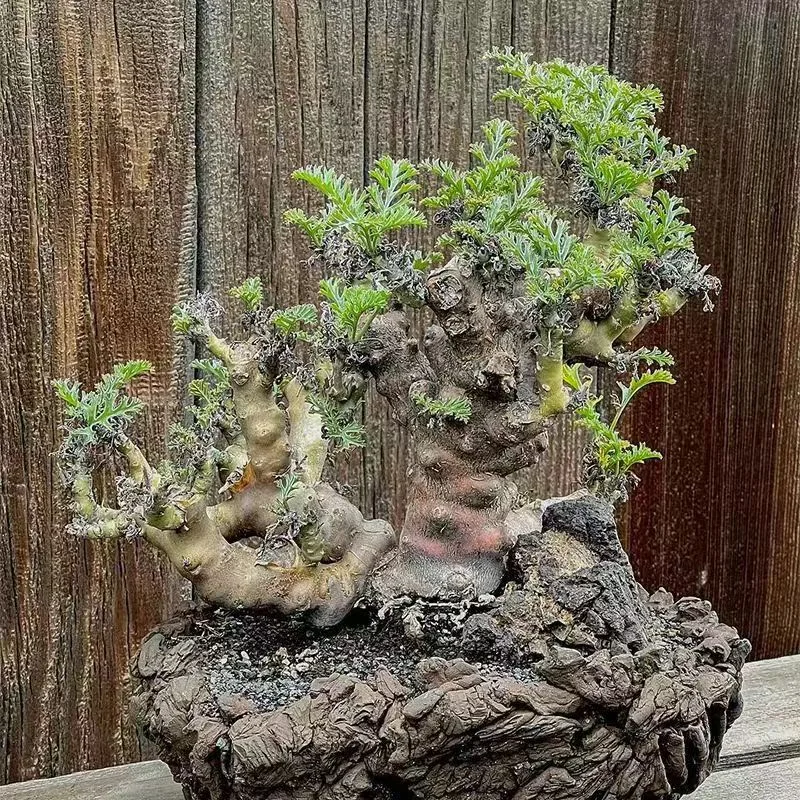 960. Pelargonium laxum 1-1.3cm/Caudex/ Succulent plants / Garden landscape / Carefully select healthy plants