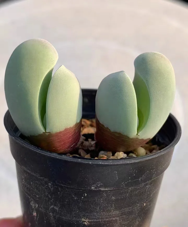 plant Aeonium Echeveria Haworthia  Caudex  Lithops Cactus  Agave 