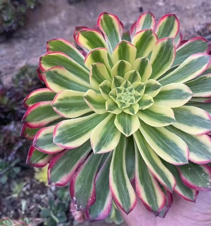 plant Aeonium Echeveria Haworthia  Caudex  Lithops Cactus  Agave 