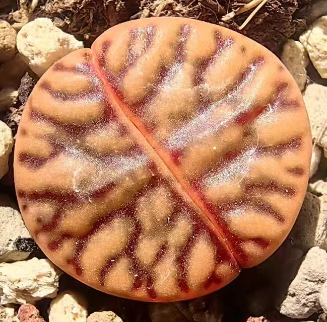 plant Aeonium Echeveria Haworthia  Caudex  Lithops Cactus  Agave 