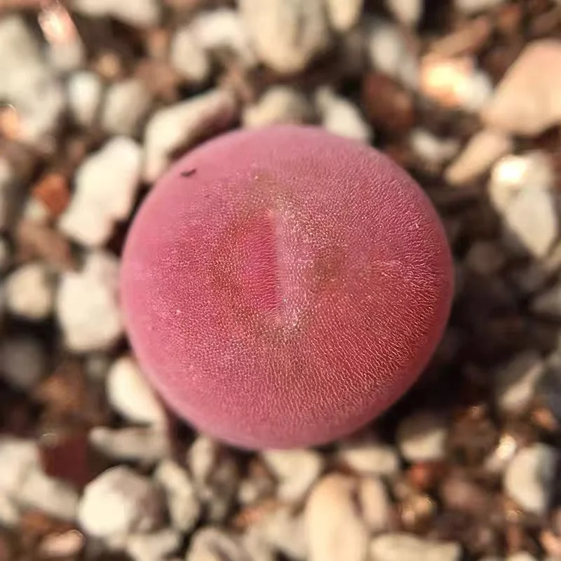 852.    Concavum single head 1-1.2cm / Lithops and Conophytum  /  Succulent plants / Garden landscape / Carefully select healthy plants