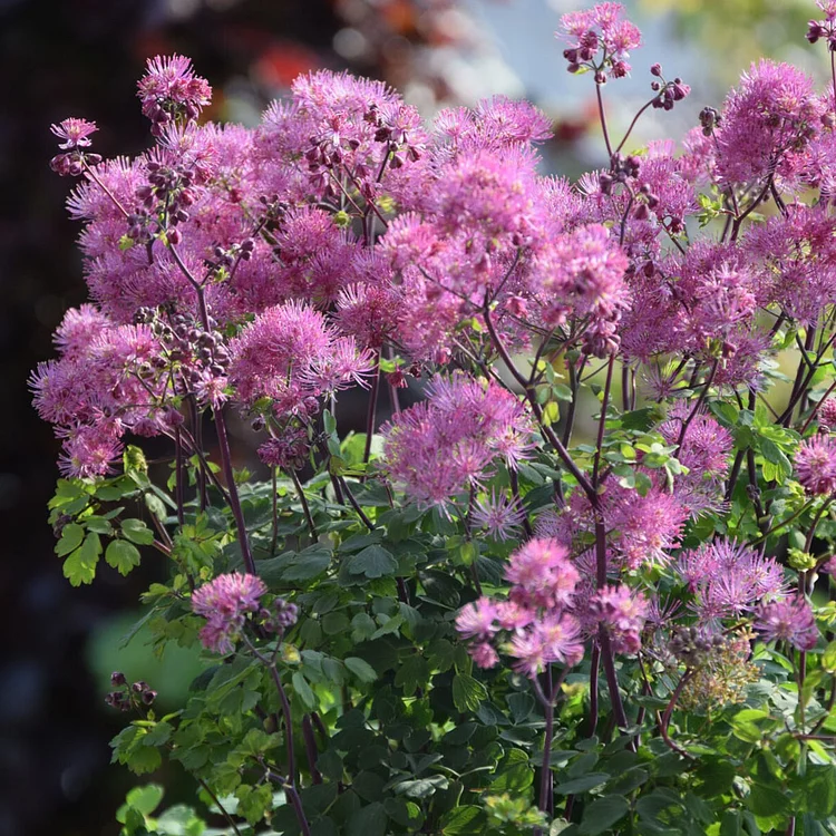 Thalictrum aquilegifolium My Little Favorite