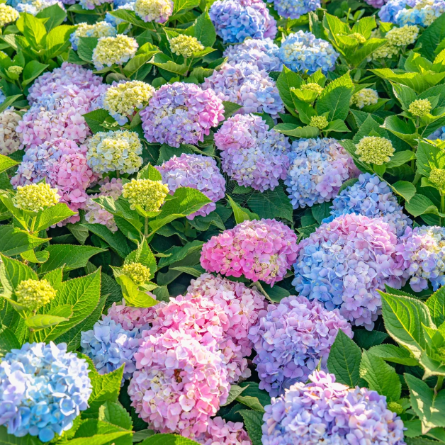 🌸Hydrangea Seeds