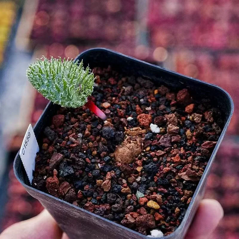 plant Aeonium Echeveria Haworthia  Caudex  Lithops Cactus  Agave 