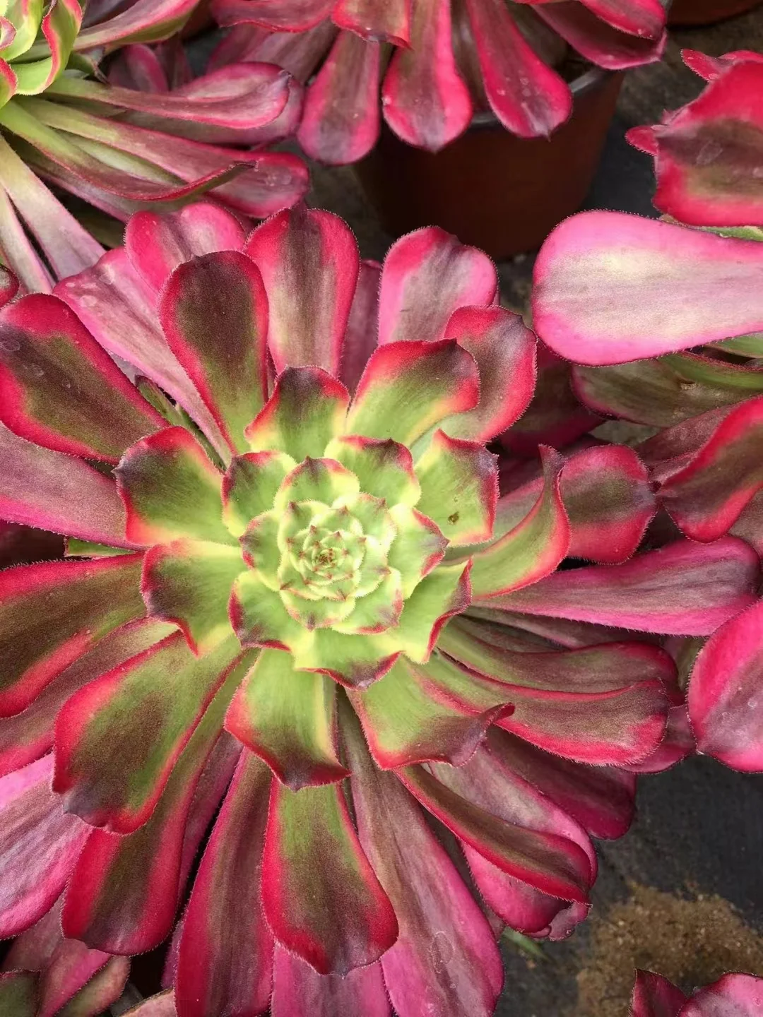 plant Aeonium Echeveria Haworthia  Caudex  Lithops Cactus  Agave 