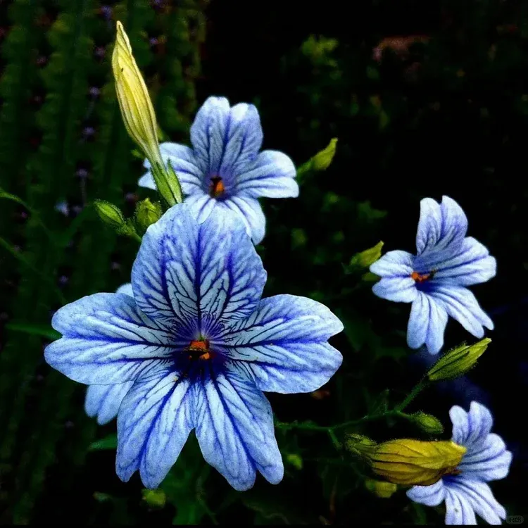 Chilean Morning Glory Seeds