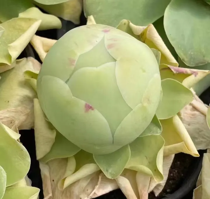 plant Aeonium Echeveria Haworthia  Caudex  Lithops Cactus  Agave 