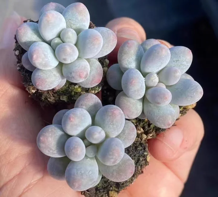 plant Aeonium Echeveria Haworthia  Caudex  Lithops Cactus  Agave 