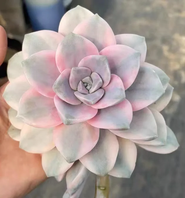 plant Aeonium Echeveria Haworthia  Caudex  Lithops Cactus  Agave 