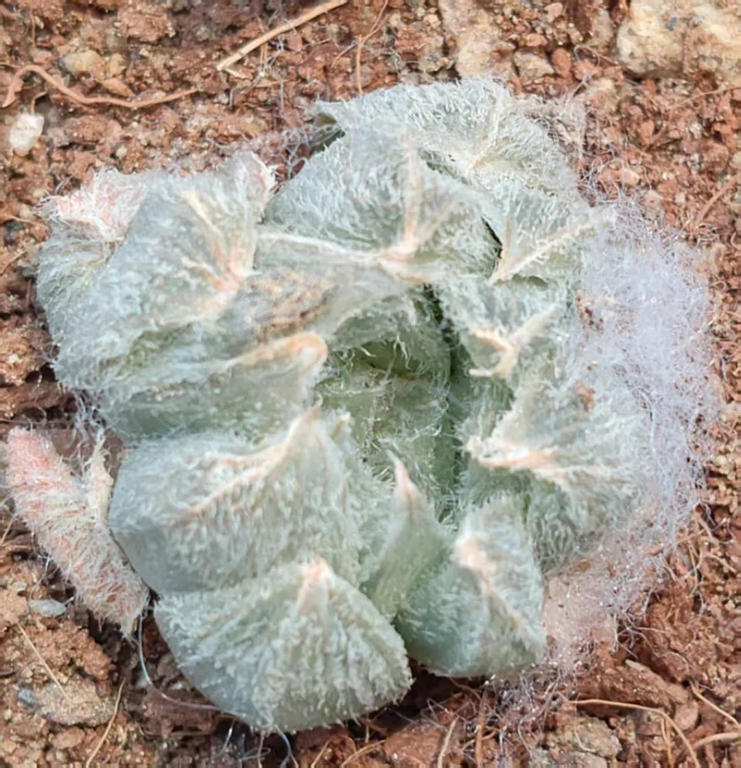 plant Aeonium Echeveria Haworthia  Caudex  Lithops Cactus  Agave 