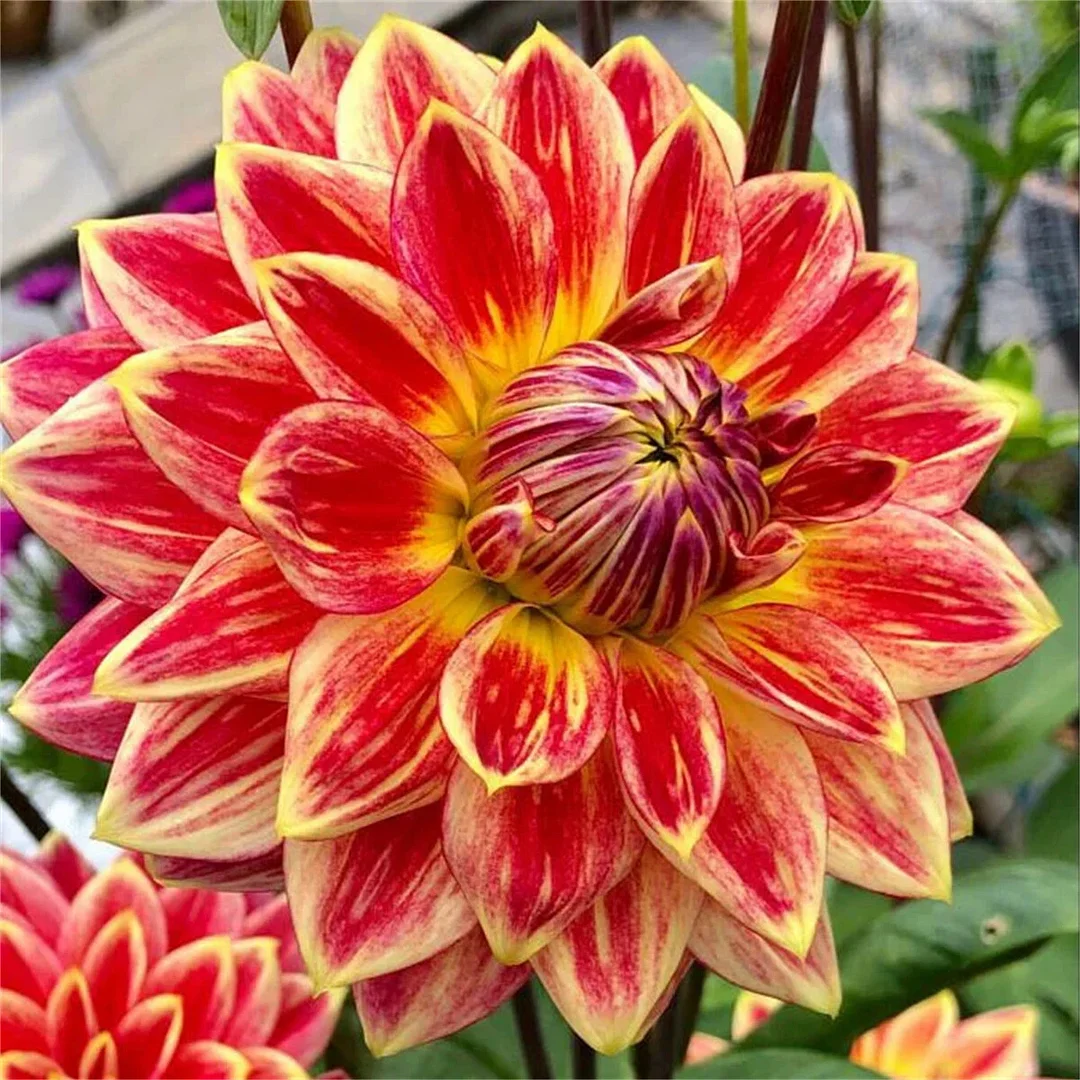 Blue Demon💙-Double dahlia bulbs