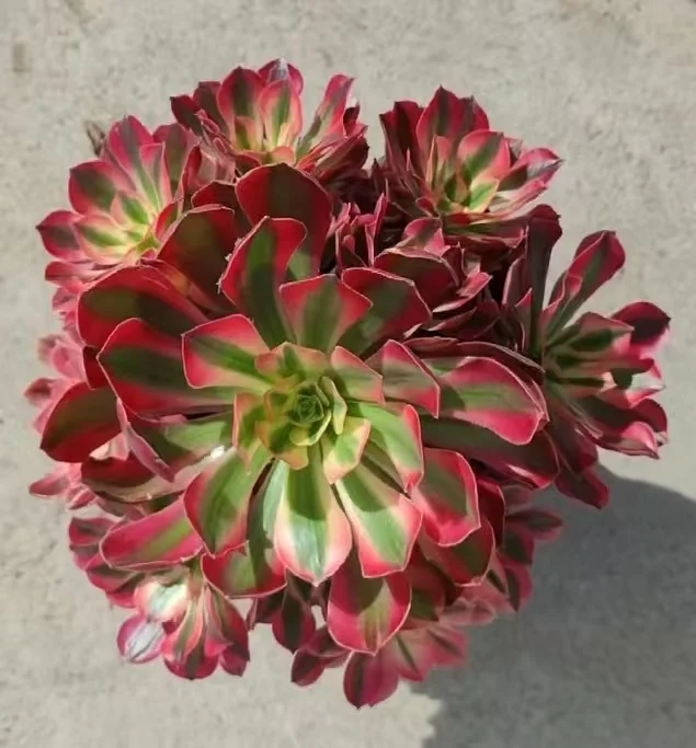 plant Aeonium Echeveria Haworthia  Caudex  Lithops Cactus  Agave 