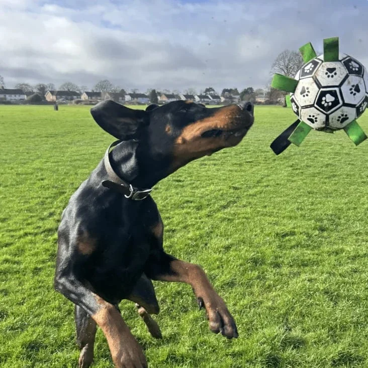 PawKick Doggy Soccer Ball &ndash; Hot Sale 50% Off