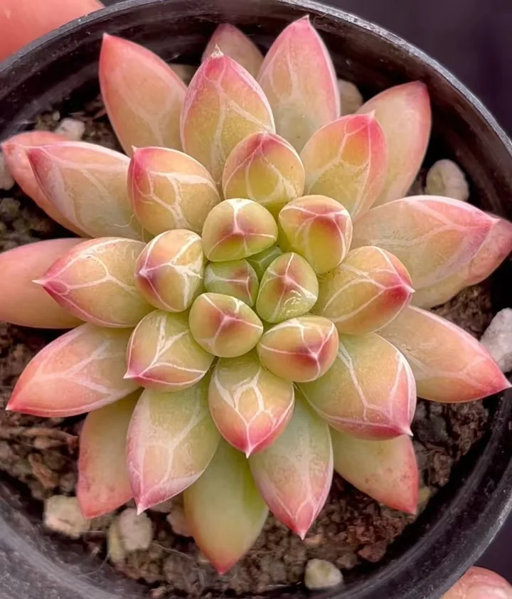 plant Aeonium Echeveria Haworthia  Caudex  Lithops Cactus  Agave 