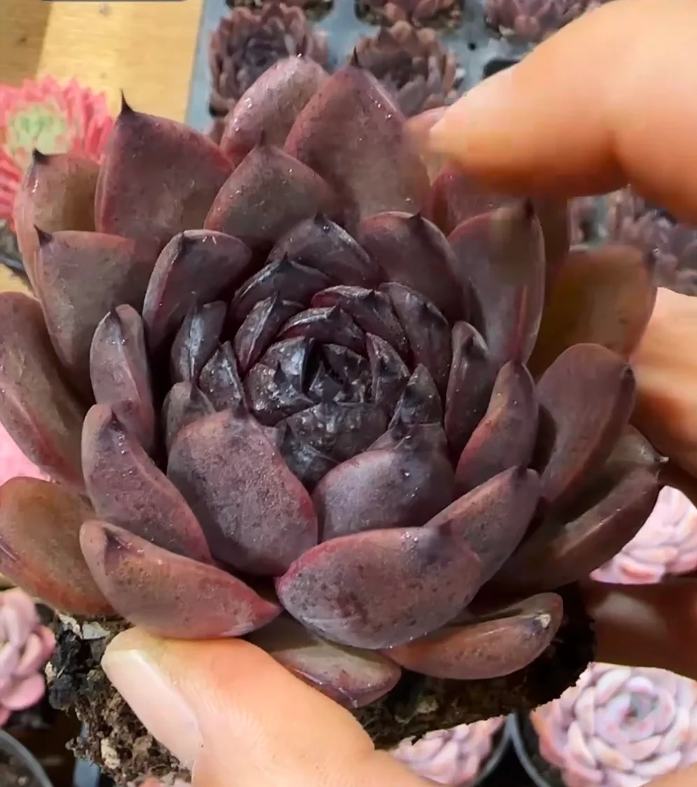 plant Aeonium Echeveria Haworthia  Caudex  Lithops Cactus  Agave 