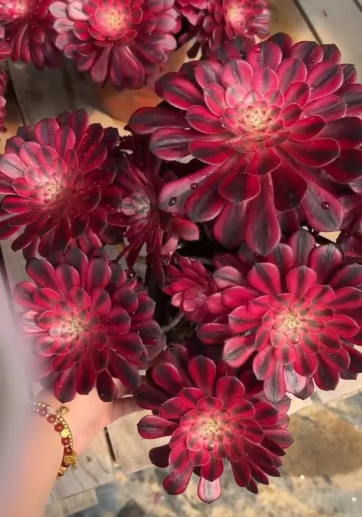 plant Aeonium Echeveria Haworthia  Caudex  Lithops Cactus  Agave 