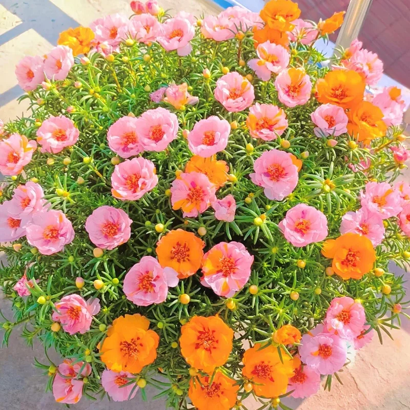 🌹MOSS ROSE—IMMORTAL FLOWER