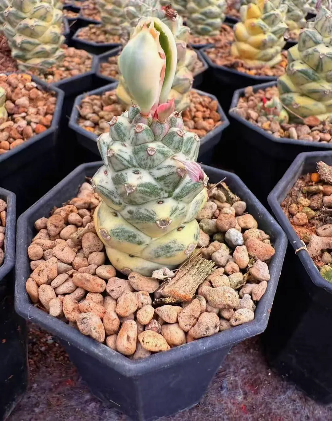 plant Aeonium Echeveria Haworthia  Caudex  Lithops Cactus  Agave 