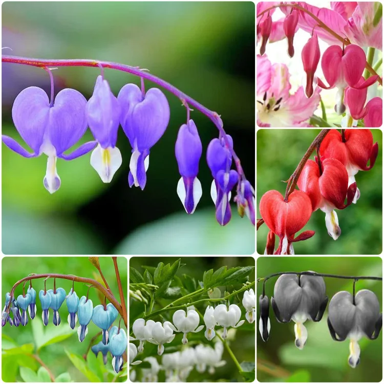 🔥Last Day Sale - 60% OFF🌺 Lamprocapnos Spectabilis Seeds Shade Flower Seeds⚡Buy 2 Get Free Shipping
