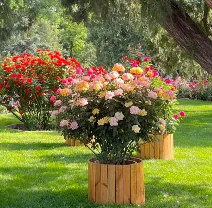 Rainbow's End Rose-Bring the Rainbow Home 🏡🌈