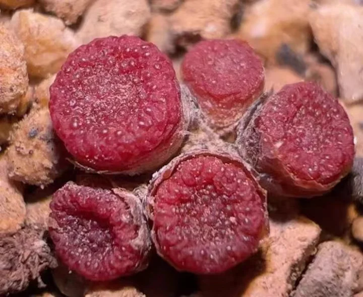 plant Aeonium Echeveria Haworthia  Caudex  Lithops Cactus  Agave 