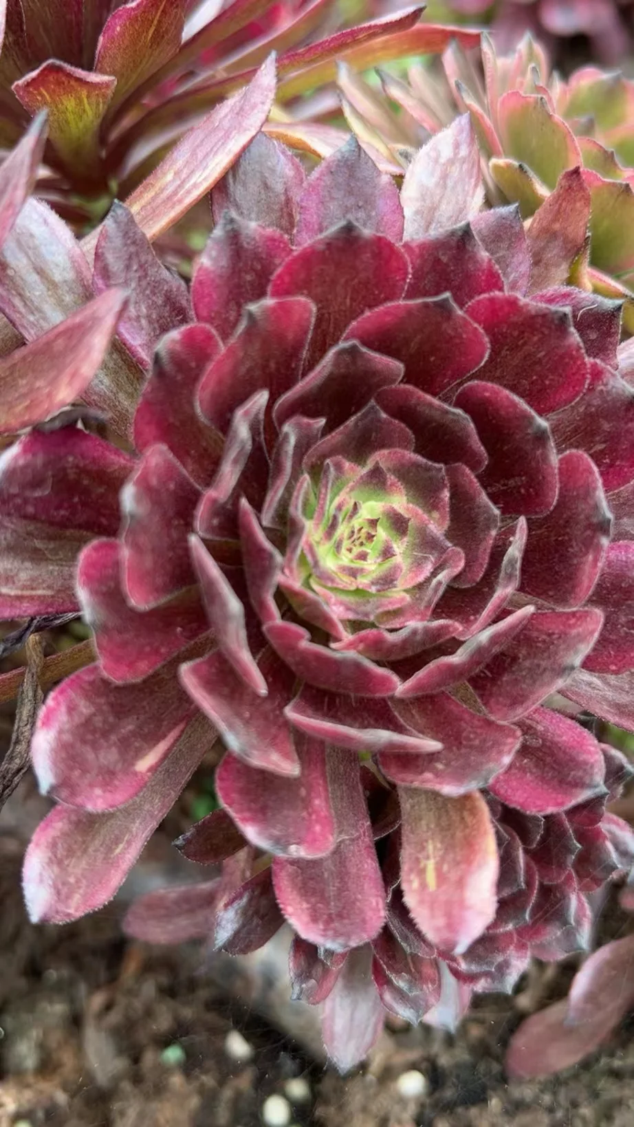 plant Aeonium Echeveria Haworthia  Caudex  Lithops Cactus  Agave 