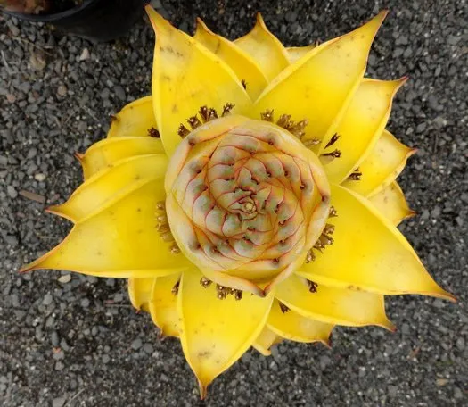 Golden Red Lotus Seeds: Embrace Tranquility with Every Bloom 🌸