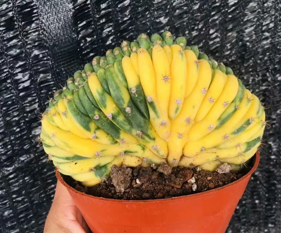 plant Aeonium Echeveria Haworthia  Caudex  Lithops Cactus  Agave 