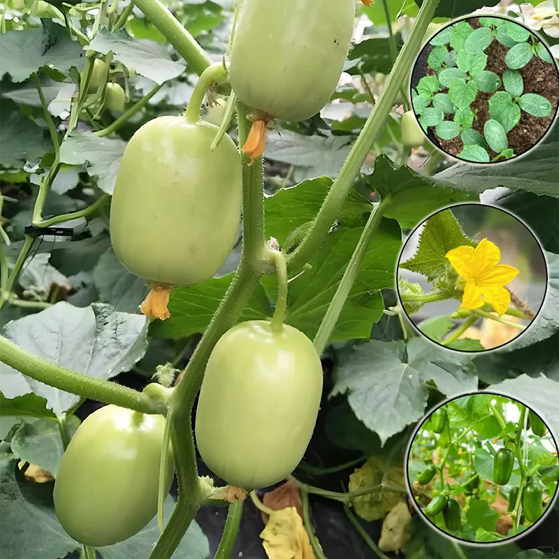 Fruity vitamin C cucumber - Julienne cucumber