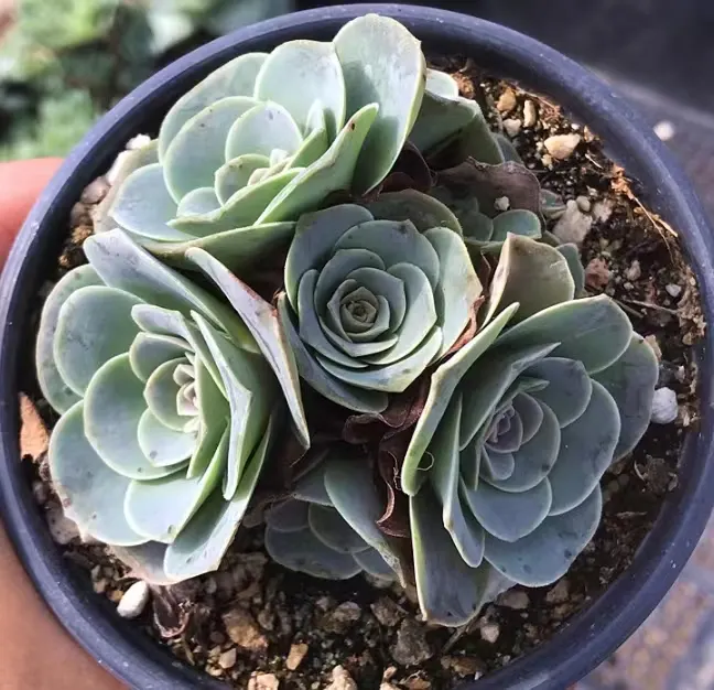 plant Aeonium Echeveria Haworthia  Caudex  Lithops Cactus  Agave 