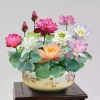 🌸[7 days germination] Last Day Sale -49% OFF💐The Sacred Bonsai Bowl Lotus Flower