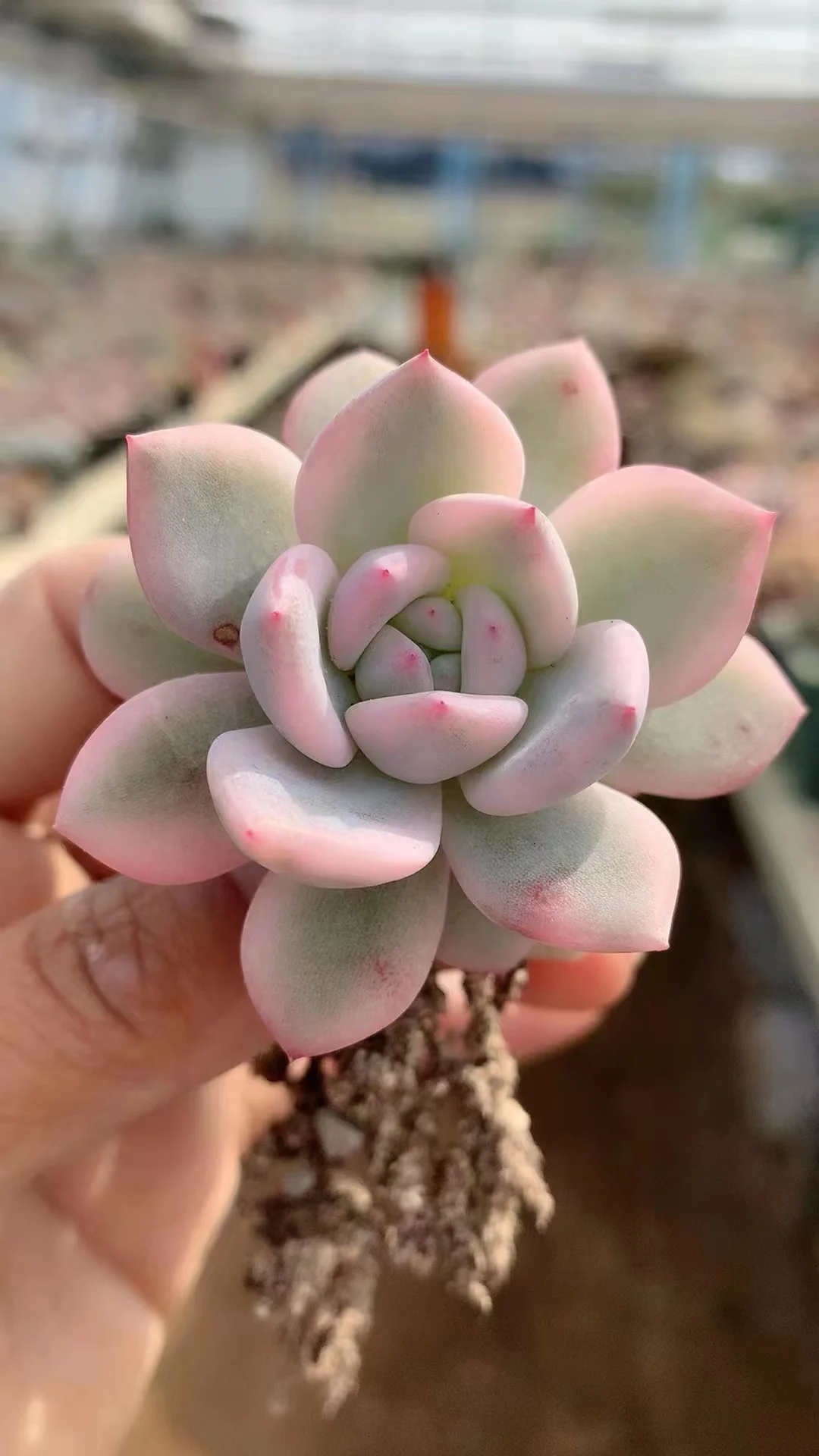 plant Aeonium Echeveria Haworthia  Caudex  Lithops Cactus  Agave 