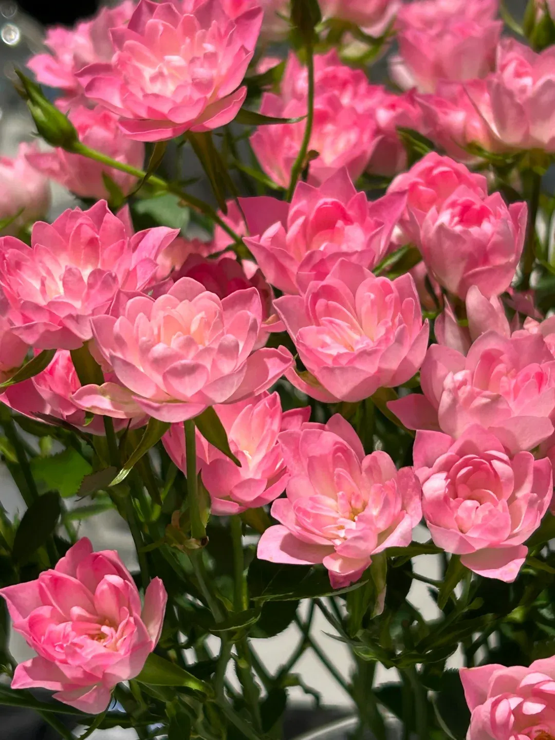 🌸Lotus Star Rose Seeds: Blooming All Year, Bringing Continuous Good Fortune🌸