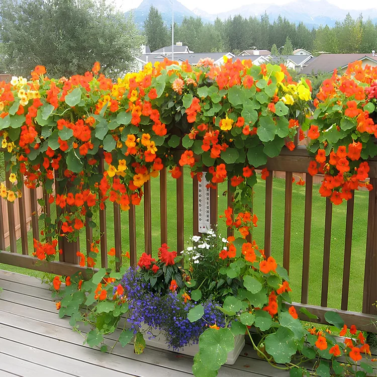 🔥Last Day Sale - 60% OFF🌺 Nasturtium Seeds (98% Germination)⚡Buy 2 Get Free Shipping