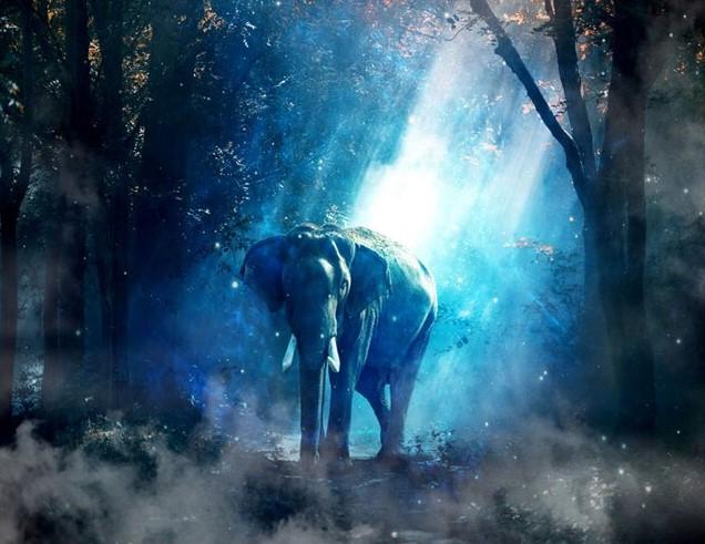 

Elephant Twilight Forest – Paint By Numbers - 40*50CM, 501 Original