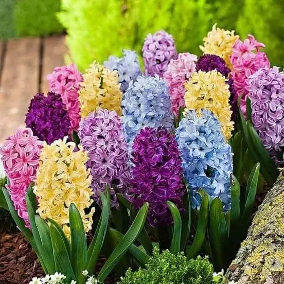 Mixed Color Hyacinth Seeds