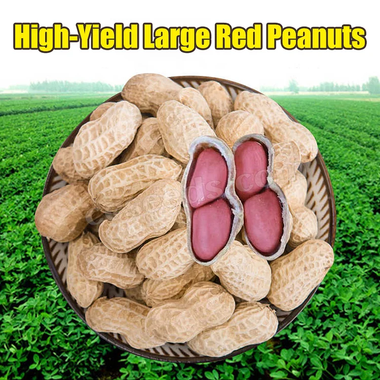 Peanut Seeds – Grow Your Own Nutritious Snack!